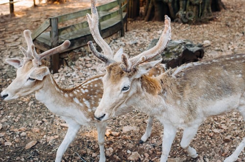 Preview: Deer in the Stone open nature reserve, zoo, Reserve on the island of Zakynthos.Greece