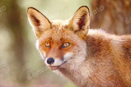 Preview: Fox head with green background. Wildlife in the forest