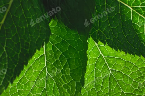 Preview: Single green leaf , close up macro background