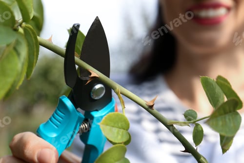 Preview: Closeup view of woman pruning branch with spikes in garden, focus on secateurs