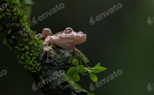 Preview: A Frog in Costa Rica