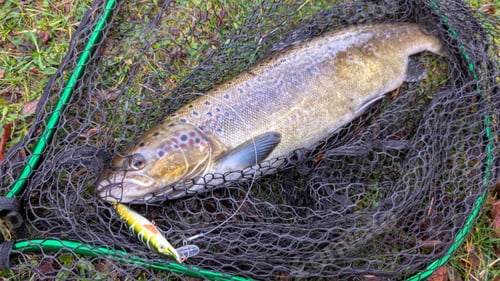 Preview: Fish salmon in the net, angling, spinning, catch and release, water animals and wildlife background