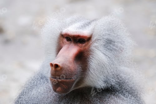 Preview: Baboon Portrait