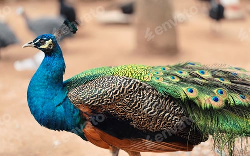 Preview: Peacock