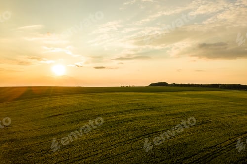 Preview: Aerial view of bright green agricultural farm field with growing rapeseed plants at sunset.