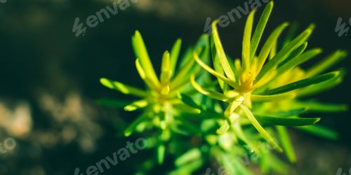 Preview: Spruce sprout macro growing in pot