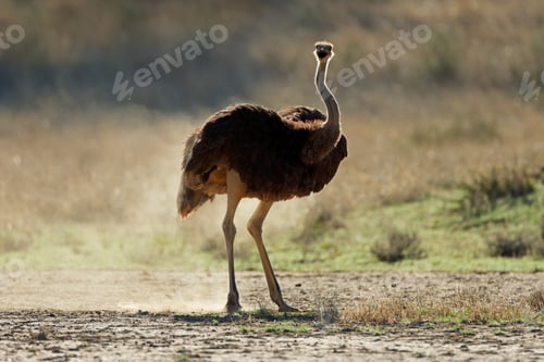 Preview: Female ostrich in natural habitat