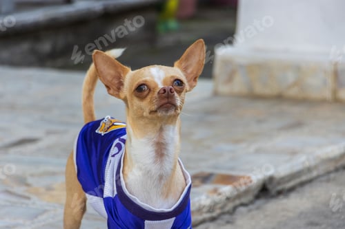 Preview: Adorable chihuahua wearing a blue sweater stands on the sidewalk