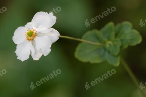 Preview: Chinese or Japanese anemones, thimbleweed, or windflower