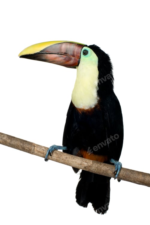 Preview: Swainson's Toucan