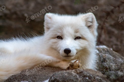 Preview: Arctic fox
