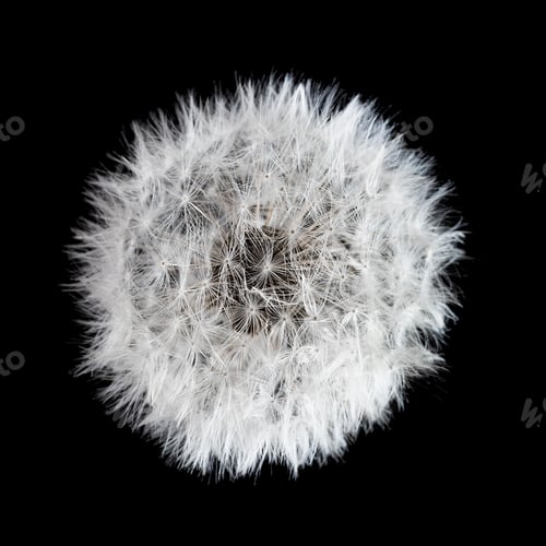 Preview: dandelion at black background. Freedom to Wish. Dandelion silhouette fluffy flower