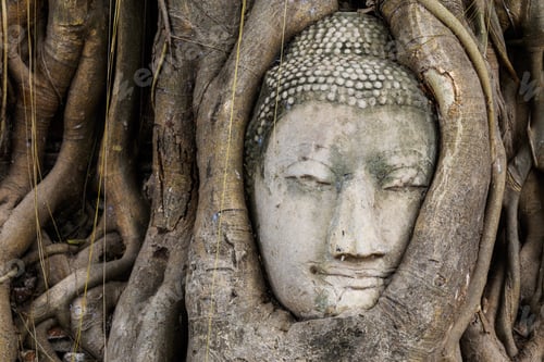 Preview: Buddha head in a tree trunk, Wat Mahathat