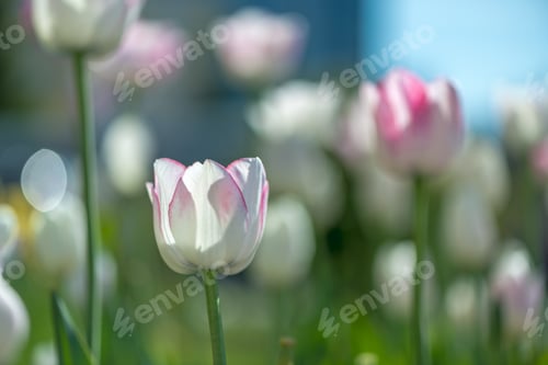 Preview: lots of beautiful white pink tulips, spring natural background