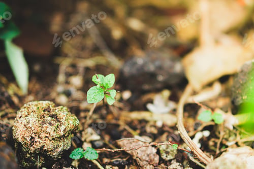 Preview: small plants on black background