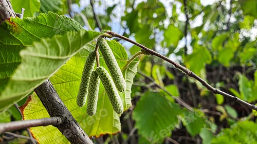 Preview: Hazelnut bush. Earrings on autumn branches, future harvest