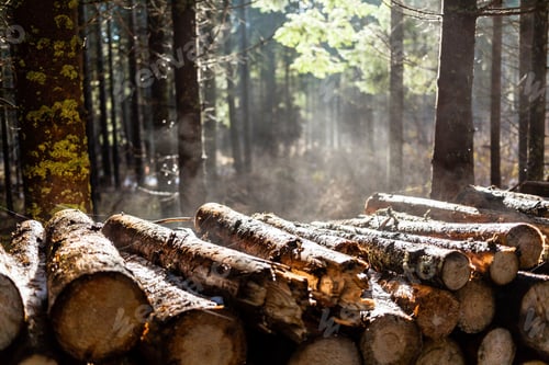 Preview: Forest winter or autumn