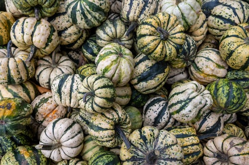 Preview: Close-up pile of pumpkins Fresh orange pumpkins stacked tightly