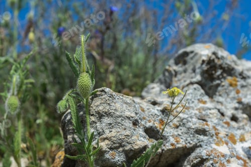 Preview: Bud Poppy- Flowers On A Background Of Stones