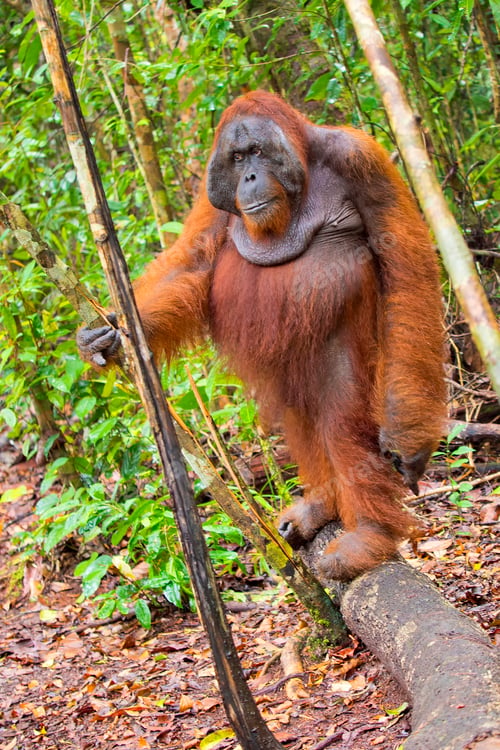 Preview: Orangutan,Tanjung Puting National Park, Borneo