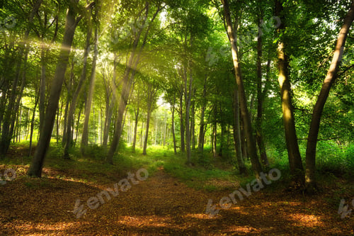 Preview: Colorful vivid green spring enchanted forest