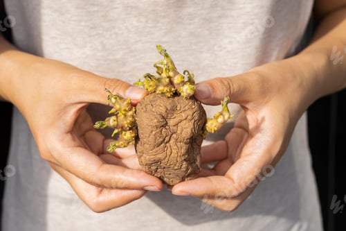 Preview: Hands Holding Sprouted Potato with Tiny Green Buds