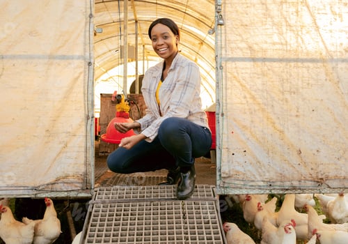 Preview: Farm, agriculture and chickens with a farmer black woman in a chicken coop while farming for sustai