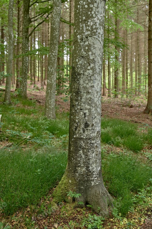Preview: The forest in springtime