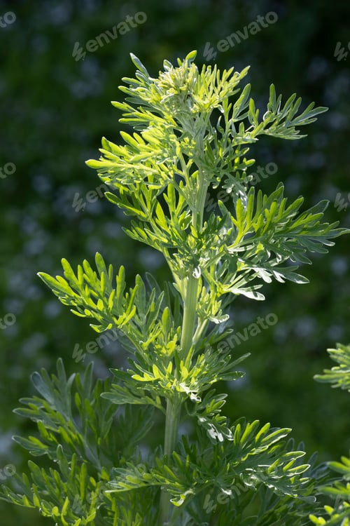 Preview: Growing wormwood plant outdoors