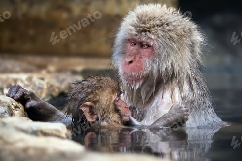 Preview: Cute shot of two Macaque monkeys enjoying a refreshing swim in Jigokudani Monkey Park, Japan