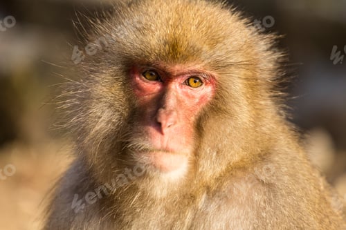 Preview: Brown Monkey