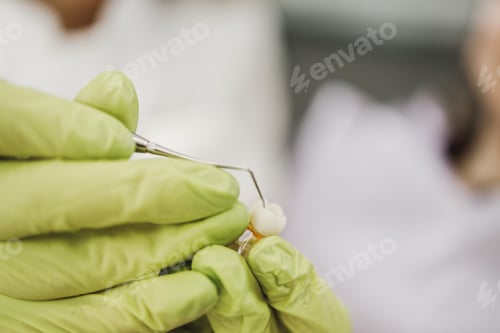 Preview: Model Of Teeth