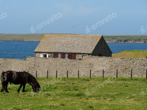 Preview: Adorable brown pony standing in a lush green pasture, contentedly grazing on fresh grass