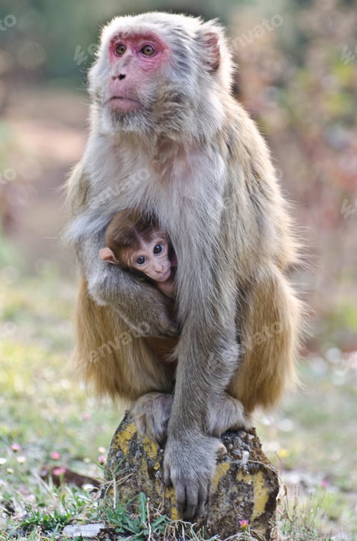 Preview: Baby and Mother