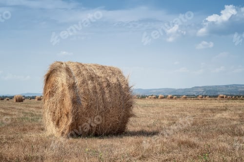 Preview: An autumn field full of hay bales