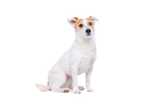 Preview: dog