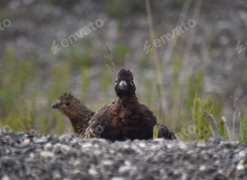 Preview: Alaska ptarmigans peeking up to see if it is safe to cross the road