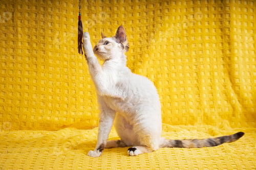 Preview: Devon Rex Kitten Kitty Playing With Feather Toy. Short-haired Cat Of English Breed On Yellow Plaid