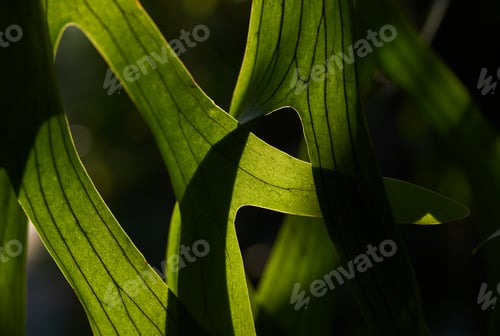 Preview: Green leaves with light and shadow