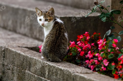 Preview: Cute gray and white cat sitting near colorful flowers on outdoor steps