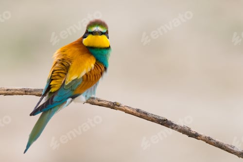 Preview: Bird standing on tree branch