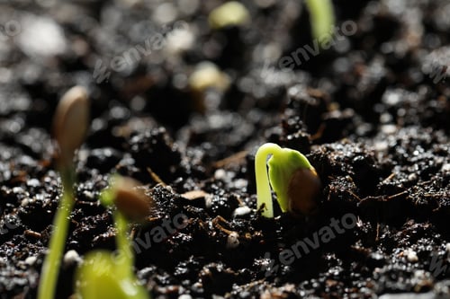 Preview: Young seedlings growing in fertile soil, closeup