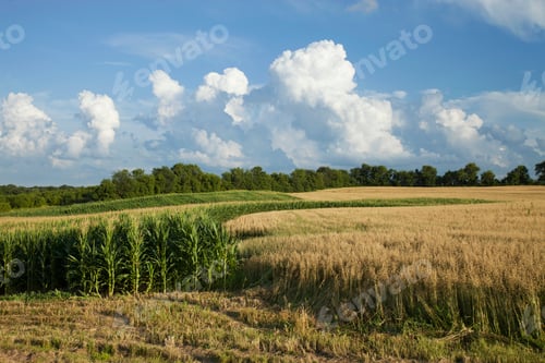 Preview: Corn and Wheat Fields Below Dramatic Clouds