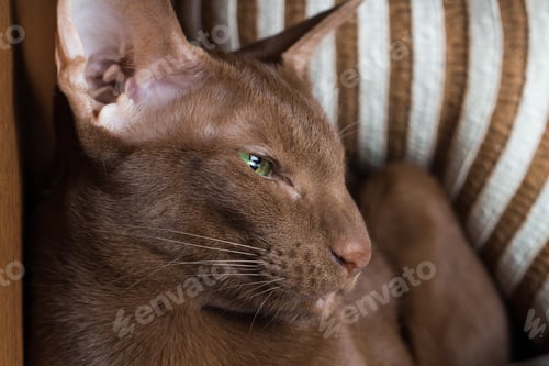 Preview: Satisfied oriental breed cat close-up. A cat with beautiful green eyes.