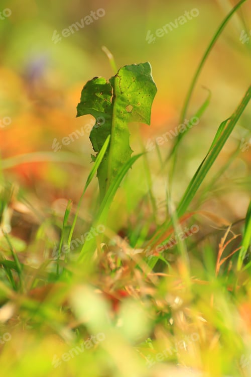 Preview: grass and vegetation on the field in Autumn season