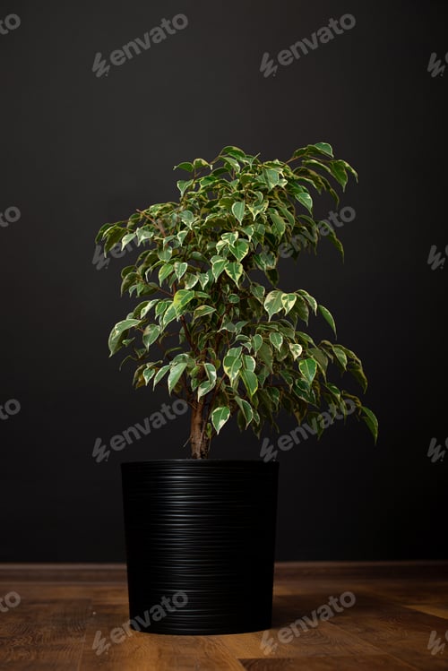 Preview: Ficus benjamina in pot. Houseplant weeping fig, benjamin fig, ficus tree