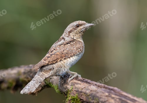 Preview: Eurasian wryneck, Jynx torquilla. Bird sitting on a branch, flat background, close-up