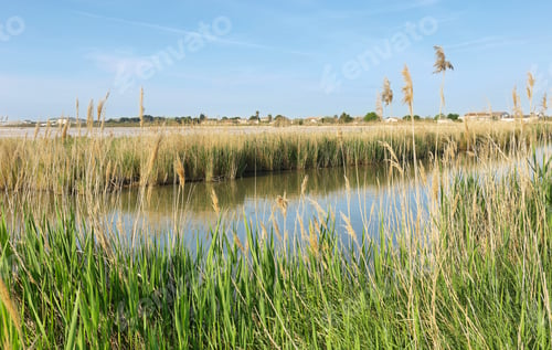 Preview: Pond near medieval village of Aigues Mortes, France