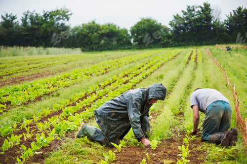 Preview: Two men kneeling in a field tending to small plants in rows.