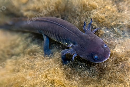 Preview: Grey axolotl in Mexican waters, showcasing its unique terrestrial features and vibrant fin